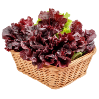 Fresh red lettuce harvested and arranged in a woven basket on a clean white background, Fresh red lettuce in the basketisolated on white background png