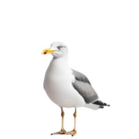 Seagull standing on a white surface with a yellow beak in a minimalist setting, seagull standing on a white surface with a yellow beak, Transparent background png