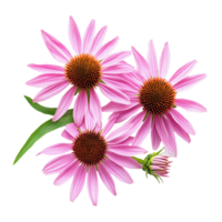 Bright coneflower blooms on a clean Transparent background showcasing their vibrant pink petals and intricate centers, coneflower flowers isolated on background png