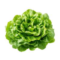 Fresh cos lettuce with vibrant green leaves isolated on white background for culinary use and decoration, Fresh cos lettuce isolated on white background png