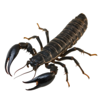 Scorpion isolated on a Transparent background showcasing its distinct features and characteristics, Scorpion Isolated on background png