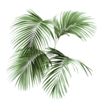 Palm leaves showcase intricate patterns against a clean Transparent background for natural aesthetics and decoration, Isolated image palm leaves on background png