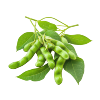 Fresh green soybeans with leaves isolated on a white background perfect for culinary use and nutrition education, green soybeansisolated on white background png