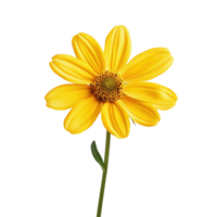 Bright yellow flower with vibrant petals on a clean Transparent background showcasing natural beauty and simplicity, cute yellow flower isolated png