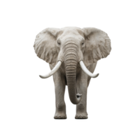 Large elephant with tusks stands proudly in a minimalistic white room, large elephant with tusks standing in a white room, Transparent background png