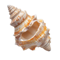 Beautiful sea shell displayed isolated on a Transparent background showcasing intricate patterns and textures, sea shell isolated on background png