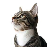 Portrait of a curious cat with striking green eyes against a clean Transparent background, Portrait of a cat on a background Isolate png