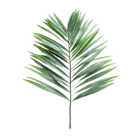 Closeup view of isolated palm leaves on a Transparent background highlighting tropical foliage, Closeup view palm leaves isolated on background png