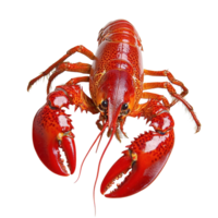 Red crawfish displayed on a Transparent background, showcasing vibrant color and intricate details, Red crawfish isolated on background png