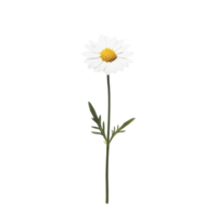 Single daisy flower on a Transparent background highlighting its natural beauty and simplicity, Single Daisy Flower Isolated on background png