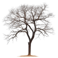 Leafless tree stands tall against a white background in a minimalist winter setting, Image a leafless tree in white background file on white background png