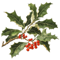 European holly leaves and bright red fruits on a branch in detailed botanical illustration, European Holly Ilex aquifolium leaves and fruits png