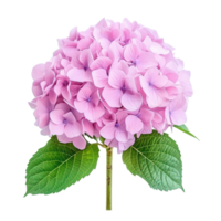 Beautiful hydrangea flower with soft pink petals and green leaves on a white background, Hydrangea flower isolated on white background png