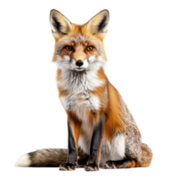 Fox with vibrant fur and attentive expression isolated on white background, Fox isolated white background png