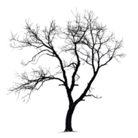 Silhouette of a dry tree with intricate branches against a bright Transparent background, silhouette dry tree on background png