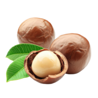 Enjoying macadamia nuts with fresh green leaves on a clean Transparent background for culinary and health uses, macadamia nuts with leafisolated on background png