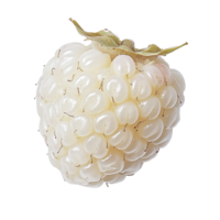 Unique half white raspberry showcasing translucent texture against a clean white background, half white raspberry on white background png