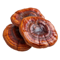 Lingzhi mushroom Ganoderma lucidum displayed on a clean Transparent background highlighting its rich texture and color, Lingzhi Mushroom Ganoderma Lucidum on background png