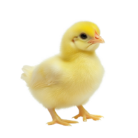 Little yellow chicken standing isolated on a Transparent background in a bright and cheerful setting, Little yellow chicken isolated on the white png