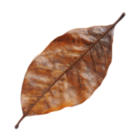 Dry leaf isolated on Transparent background showcasing intricate textures and natural colors, Dry leaf isolated on background png
