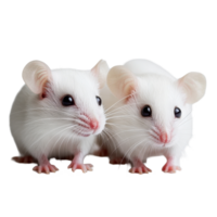 Two white mice exploring a clean Transparent background in a playful moment, Two white mouse background png