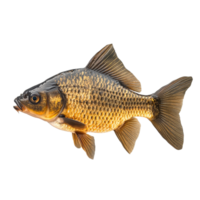 Live crucian carp fish isolated on a Transparent background showcasing its natural coloration and features, Crucian carp live fishisolated on background png