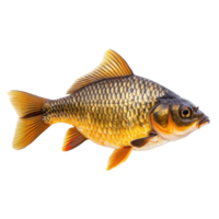 Live crucian carp fish resting on a Transparent background showcasing its bright colors and unique features, Crucian carp live fishisolated on background png