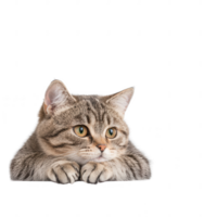 A close-up of a domestic cat resting with a curious expression. png