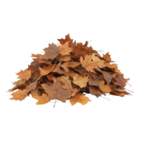 A pile of colorful autumn leaves on the ground, symbolizing the beauty of fall. png