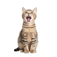 A playful tabby cat with a curious expression, ready for mischief and adventure. png