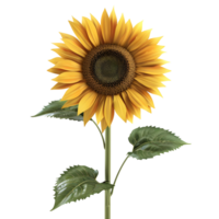 Tall Sunflower Blooming with Vibrant Colors isolated on transparent background png