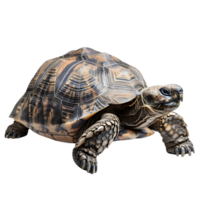 Side View of Tortoise Walking on Transparent Background png