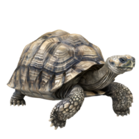 a turtle is walking on a transparent background png