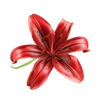 Red Lily Flower with Sharp Petal Details Isolated on Transparent Background png