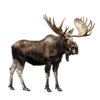 Side view of a moose with detailed antlers isolated on transparent background png
