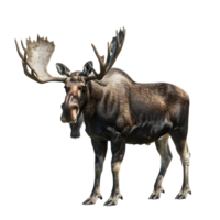 Moose with large antlers in a grazing posture isolated on transparent background png