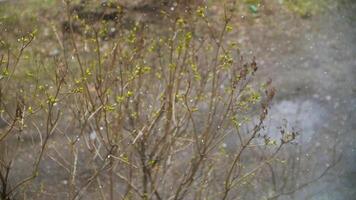 Spring in the city during the snowfall. Stock. Nature is covered with a white blanket, a bush with green buds and wet road under falling slowly white snowflakes. video