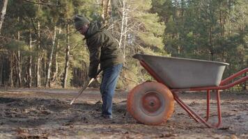 A person dressed in warm clothing is digging soil with a shovel in a forested environment while a wheelbarrow sits nearby, indicating landscaping or gardening work. video