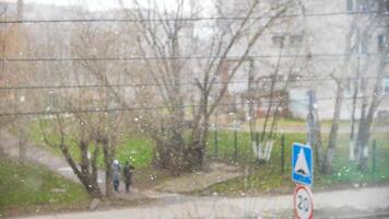 Large snow flakes falling down during an early spring on city street with green grass background. Stock. Change of weather and climate concept, snowfall in spring, slow motion. video