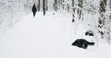 People walking in snow-covered public park in holidays, winter fairy tale in the forest, snow-covered tree branches, heavy snowfall, large flakes of snow are slowly falling, snow storm, blizzard video