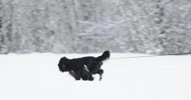 Black dog frolic in the newly fallen snow in snow-covered public park in holidays, winter fairy tale in the forest, snow-covered tree branches video