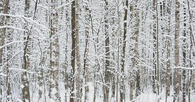 The heavy snowfall in a wild park, winter fairy tale in the forest, snow-covered tree branches, large flakes of snow are slowly falling, nobody, snow storm, blizzard video