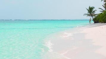 The amazing wild beach of the island of Maldives in the Indian Ocean. Azure water and palm trees. Palm shadow on the white sand video