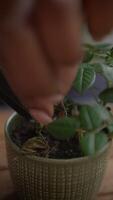 Caring for Houseplants An InDepth CloseUp Of The Pruning Process For Healthy Plentiful Greenery video