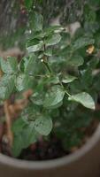 Closeup view of Fresh, Lush Green Leaves adorned with Dew Drops sparkling in sunlight video