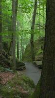 A Serene Forest Pathway That is Beautifully Surrounded by Lush Greenery and Trees video