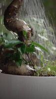 The Core Focus Should Be on Nurturing Your Indoor Plant with a Proper Watering Technique video