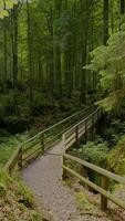 une serein forêt sentier avec une charmant en bois pont entouré par luxuriant verdure video