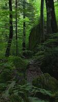 Serene Forest Pathway Surrounded by Lush Green Vegetation and Diverse Ecosystems Galore video