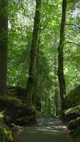 A Serene and Tranquil Forest Pathway, Surrounded by Abundant Lush Greenery and Nature video